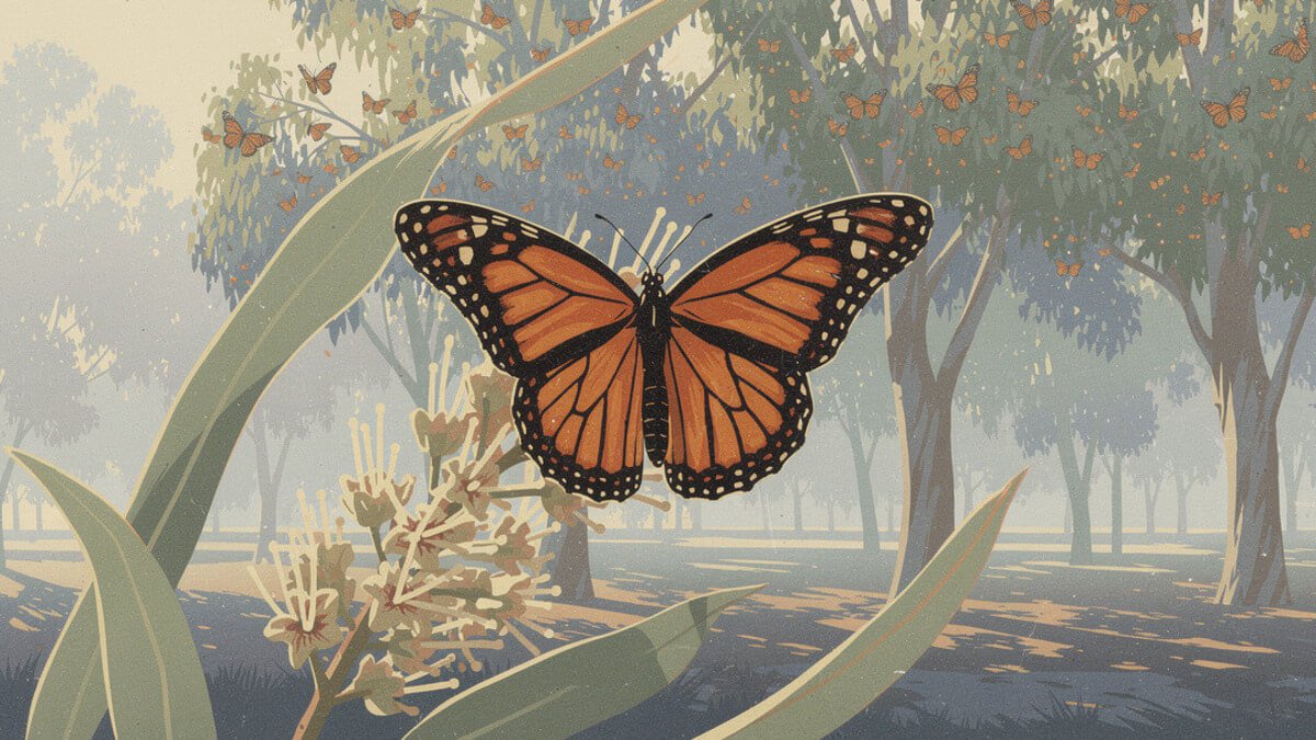 A single western monarch butterfly on a eucalyptus blossom