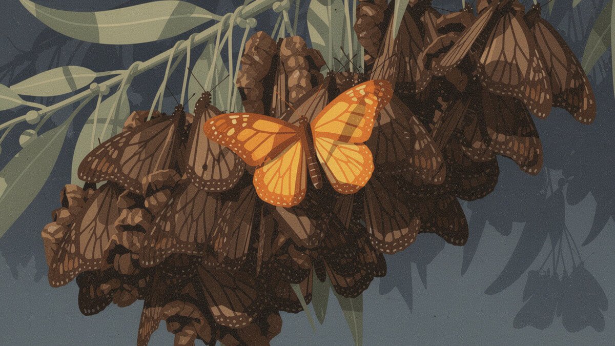 A monarch opening its wings on a cluster of butterflies in a eucalyptus tree