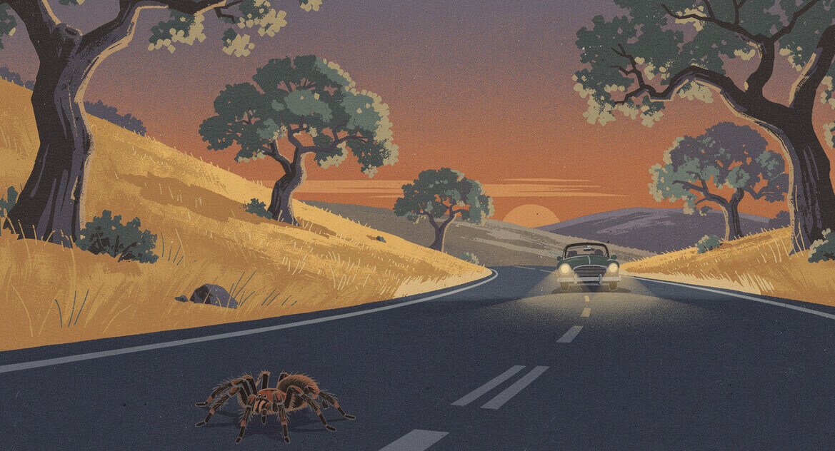 A tarantula crossing a quiet park road at dusk as a car drives slowly